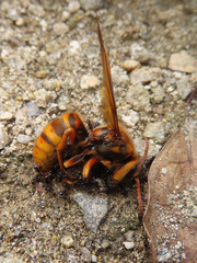 Vespa simillima xanthoptera
