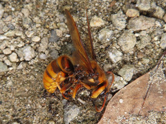 Vespa simillima xanthoptera