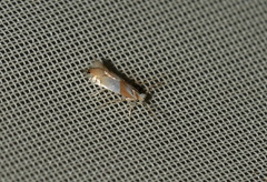 Phyllonorycter roboris