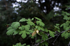 Acer glabrum diffusum