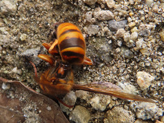 Vespa simillima xanthoptera