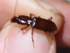 Stenomorphus californicus rufipes