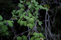 Acer glabrum diffusum