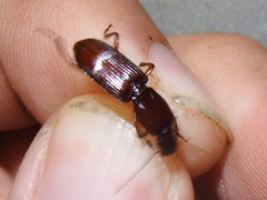 Stenomorphus californicus rufipes