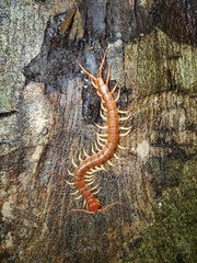 Scolopendra dehaani