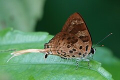 Bindahara phocides