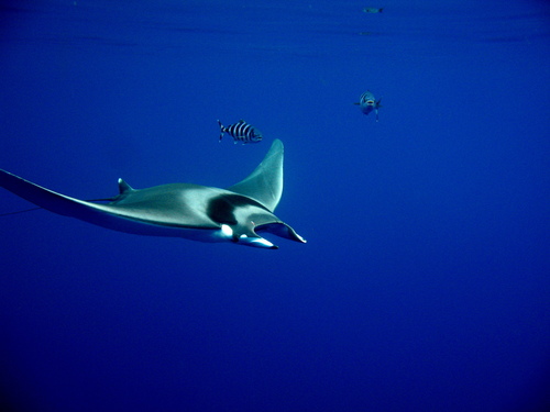 Devilray (Mobula japanica) — Myliobatidae