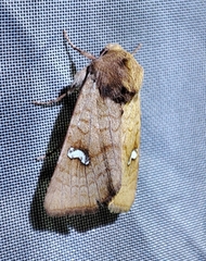 Amphipoea ochreola