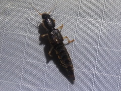 Pinophilus