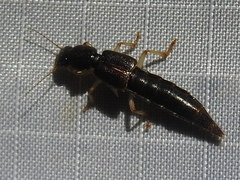 Pinophilus