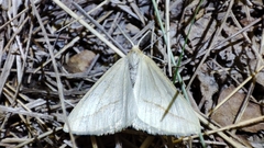 Aspitates gilvaria