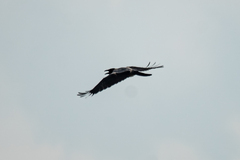 Corvus cornix