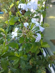Plumbago auriculata