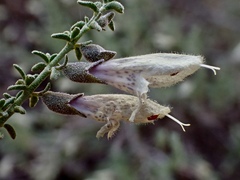 Prostanthera serpyllifolia microphylla