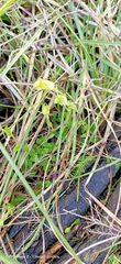 Pterostylis ectypha