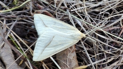 Aspitates gilvaria