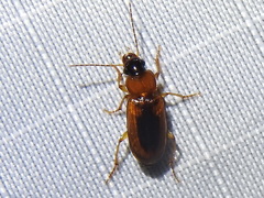 Stenolophus dissimilis