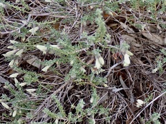 Prostanthera serpyllifolia microphylla