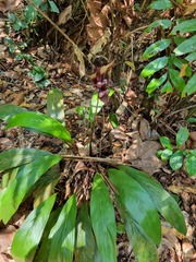Tacca cristata