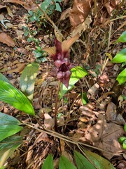 Tacca cristata