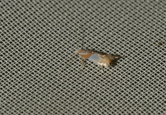 Phyllonorycter roboris