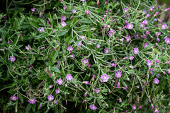 Epilobium hirsutum