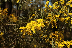 Acacia neriifolia