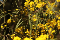Acacia neriifolia