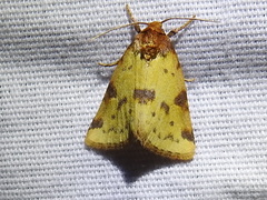 Azenia obtusa