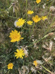 Hypochaeris radicata