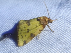 Azenia obtusa