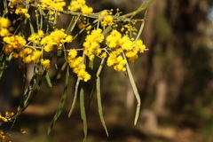 Acacia neriifolia