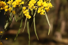 Acacia neriifolia