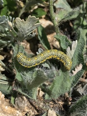 Lycia alpina