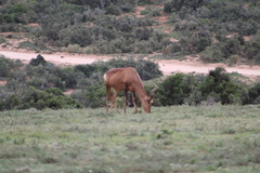 Alcelaphus buselaphus