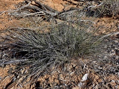 Schoenus subaphyllus