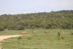 Alcelaphus buselaphus