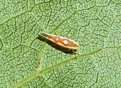 Zygina flammigera