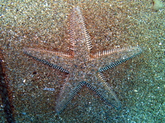 Astropecten bispinosus