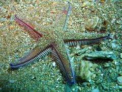 Astropecten bispinosus