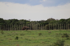 Alcelaphus buselaphus