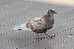 Columba livia