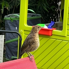 Turdus merula