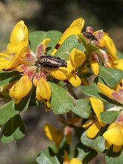 Coraebini