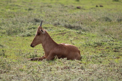 Alcelaphus buselaphus