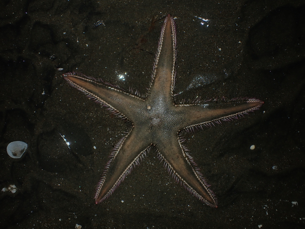 Brown-spotted Sand Star