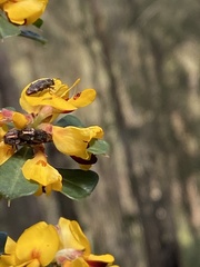 Coraebini