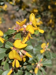 Coraebini