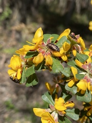 Coraebini