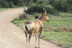 Alcelaphus buselaphus